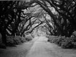 Tree Tunnel - Black & White