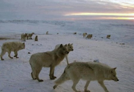 Arctic Wolves - arctic wolves, dogs, animals, wolves