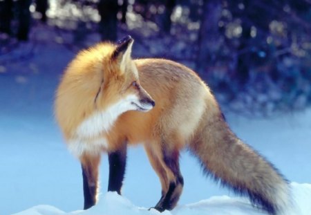 Beautiful Fox - trees, dogs, fox, snow, animals