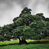 wonderful tree in pasture by a river