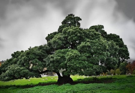 wonderful tree in pasture by a river - wallpaper, sheep, pasture, grass, clouds, river, new, tree, trees, nature, green