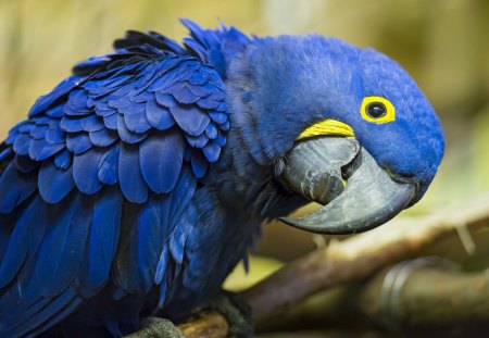 *** In blue *** - animal, animals, bird, color, birds, blue