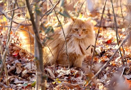 *** Ginger cat *** - autumn, cat, cats, animals, animal