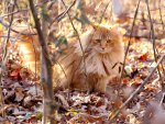 *** Ginger cat ***