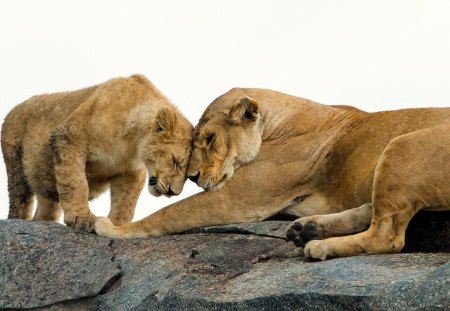 *** Lion family *** - lions, animal, cats, wild, animals, family