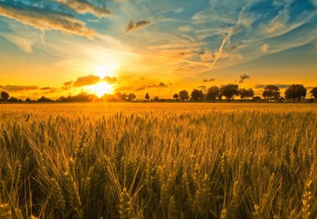 Sunset - field, Sunset, tree, cereal