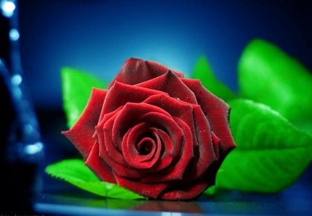 Red Rose - red, flower, nature, rose