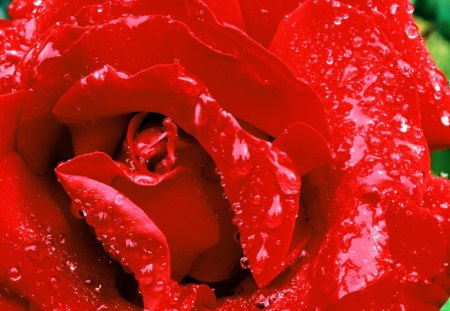 Passionate Rose - love, flowers, red colour, roses