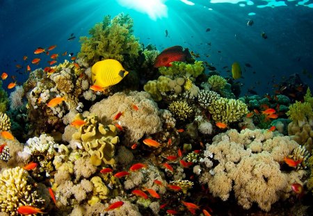 undersea - fishes, coral, light, water