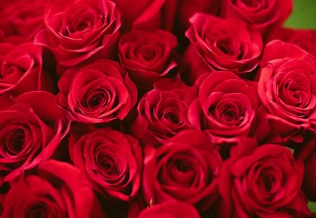 * Bouquet of roses * - roses, petals, bouquet, flowers, red roses