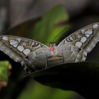 BUTTERFLY AND FROG