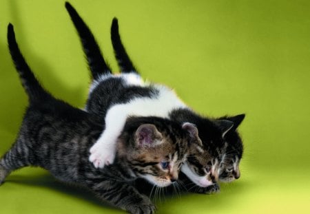 3_Kitten - cute, cats, kitten, animals