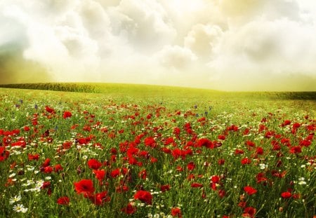 Flowers in Field - daisies, clouds, poppies, meadow, sky