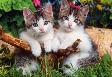 Lovely Kitten - sweet, two, posing, kitty