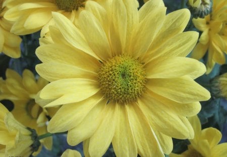 A single Sunshine - daisy, yellow, Flowers, photography