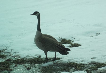 Geese on snow - geese, grey, white, photography, Winter