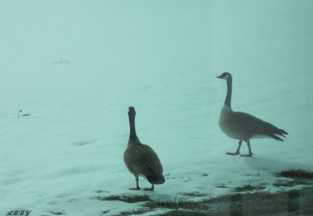 Going somewhere else - geese, white, photography, snow, Winter