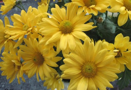 Bouquet od Daisies - flowers, photography, yellow, daisy