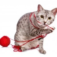 Tabby cat with red yarn