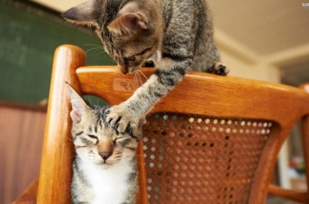 Cats playing with each other - playing, cute, cat, feline, chair