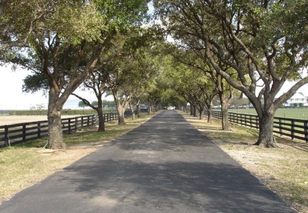 Tree Lined Drive - southfork ranch, dallas series, tree tunnel, trees, nature, outdoors