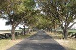 Tree Lined Drive