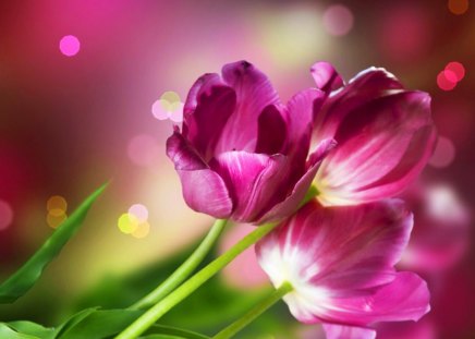 Wallpaper with tulips - delicate, special, beauty, spring, colors, petals, flowers, tulips, nature, purple, model, floral, art, wallpaper