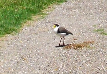 PLOVER - standing, nature, bird, plover