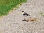 PLOVER