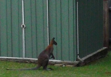 WALLABY - wallaby, animal, little, cute