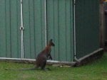 WALLABY