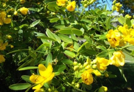 CASSIA FLOWERS - flowers, tree, yellow, pretty