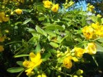 CASSIA FLOWERS