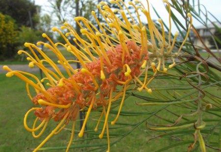 GREVILLEA FLOWER