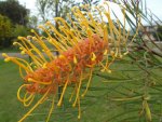 GREVILLEA FLOWER