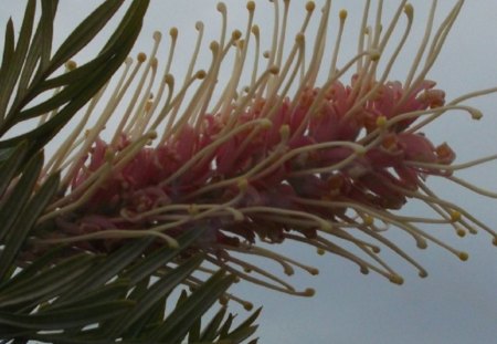 GREVILLEA - photo, flower, nature, pretty