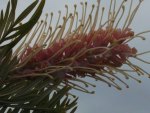 GREVILLEA