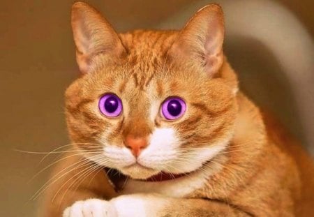 You don't know who I am?! - amethyst eyes, ginger, beauty, pink, cehenot, orange, cat, fur, white, animal, cute