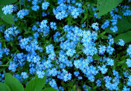 Forget me not - forget me not, flowers, small, nature, blue