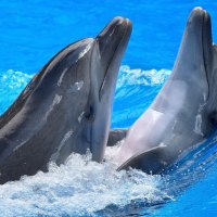 beautiful  dolphins playing