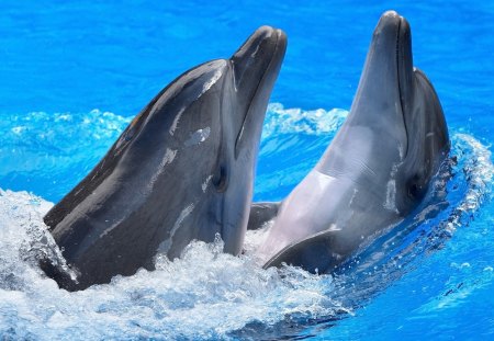 beautiful  dolphins playing