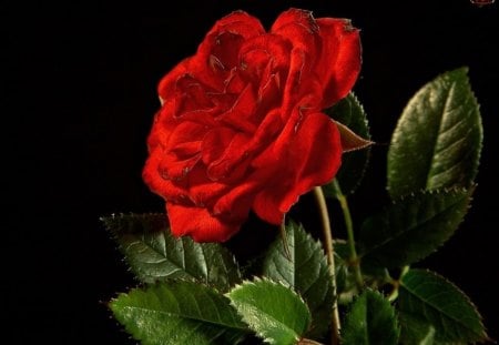 red rose - nature, flowers, rose, red