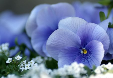 Blue and White - nature, beauty, violet, flower