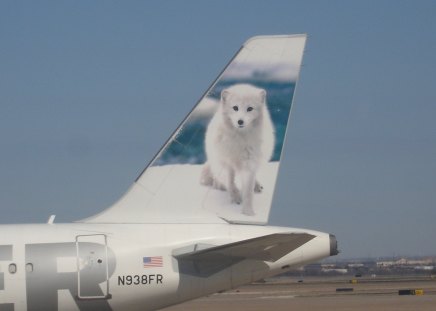 Frontier Airlines Arctic Fox - 'Misty' - travel, airlines, arctic fox, jets, frontier, tail art, misty, planes