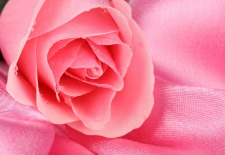 Brillant Rose - beauty, nature, brillant, softness, pink, pastel, flowers, rose