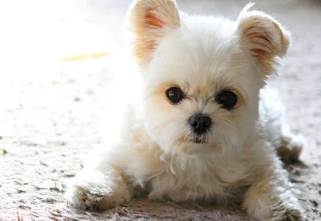 FLUFFY PUPPY - white, puppy, fluffy, pet