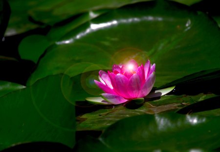 WATER LILY - nature, lily, flower, pink