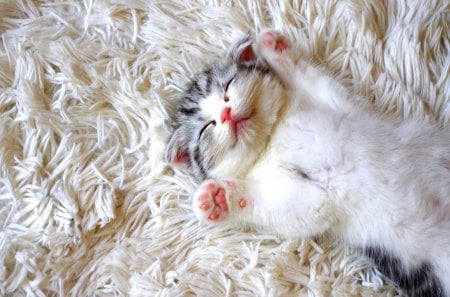 SLEEPING CUTENESS - sleeps, cute, bed, kitten