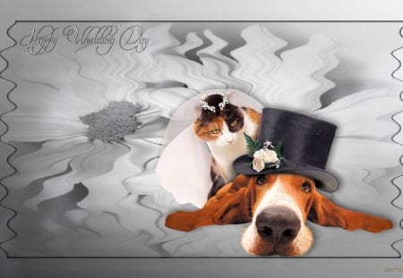 The Odd Couple - marriage, beagle, brown, dog, friendship, love, sweet, cat, flowers, black, white, cute, friends, couple