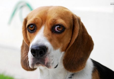 Lonely Beagle - beagle, brown eyes, lonely, pet, animal, cute, dog